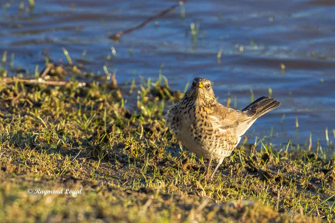 wachholderdrossel am wasser