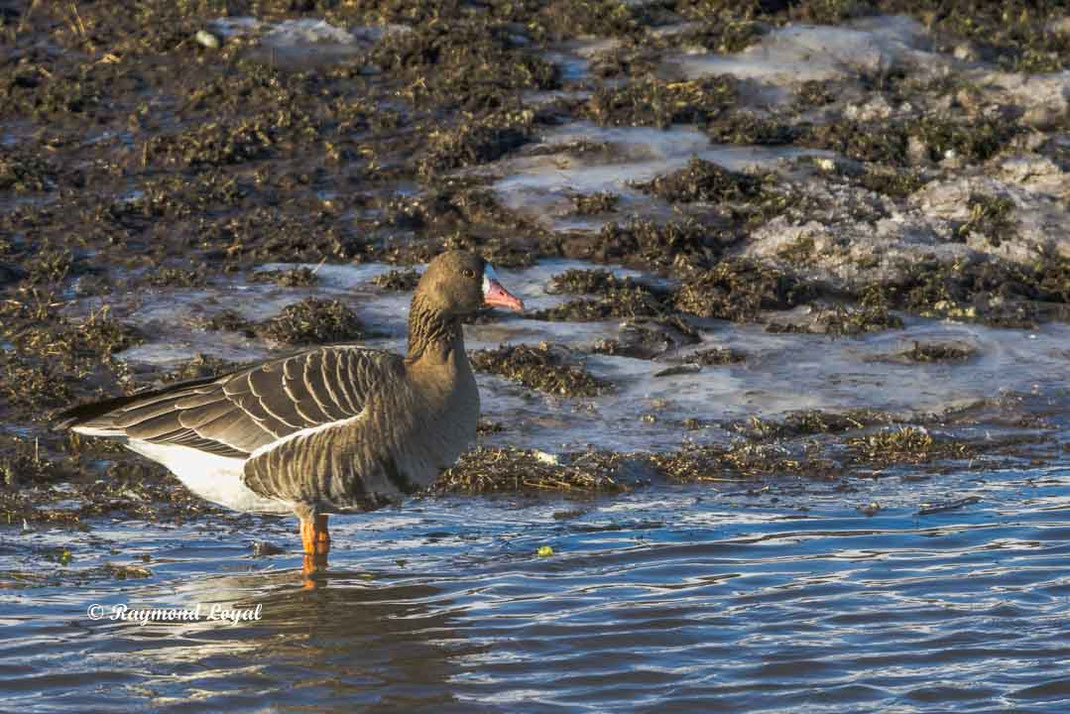 zwerggans vogel steht im wasser