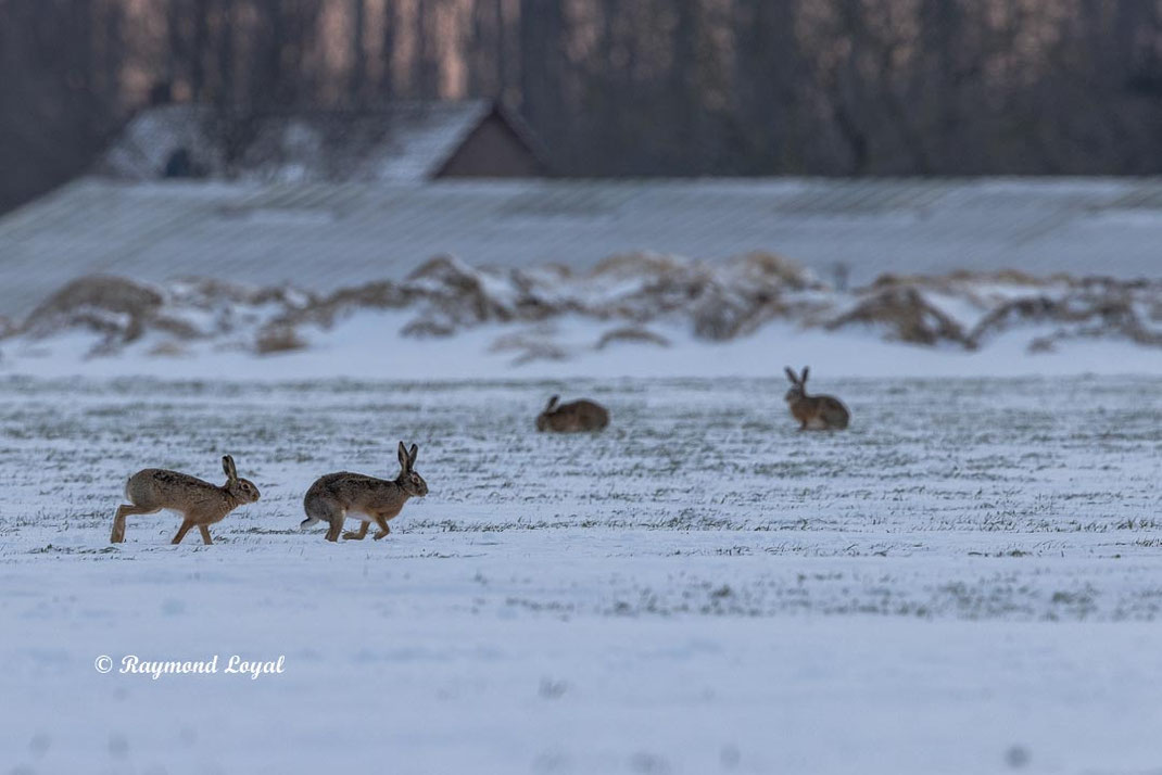 europeaan hare on snow field