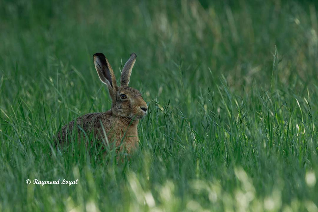 european hare on a meadow
