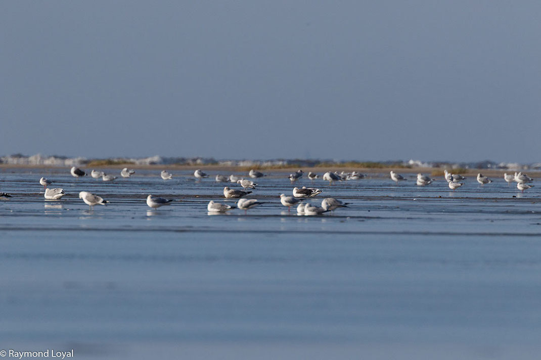 Wattenmeer