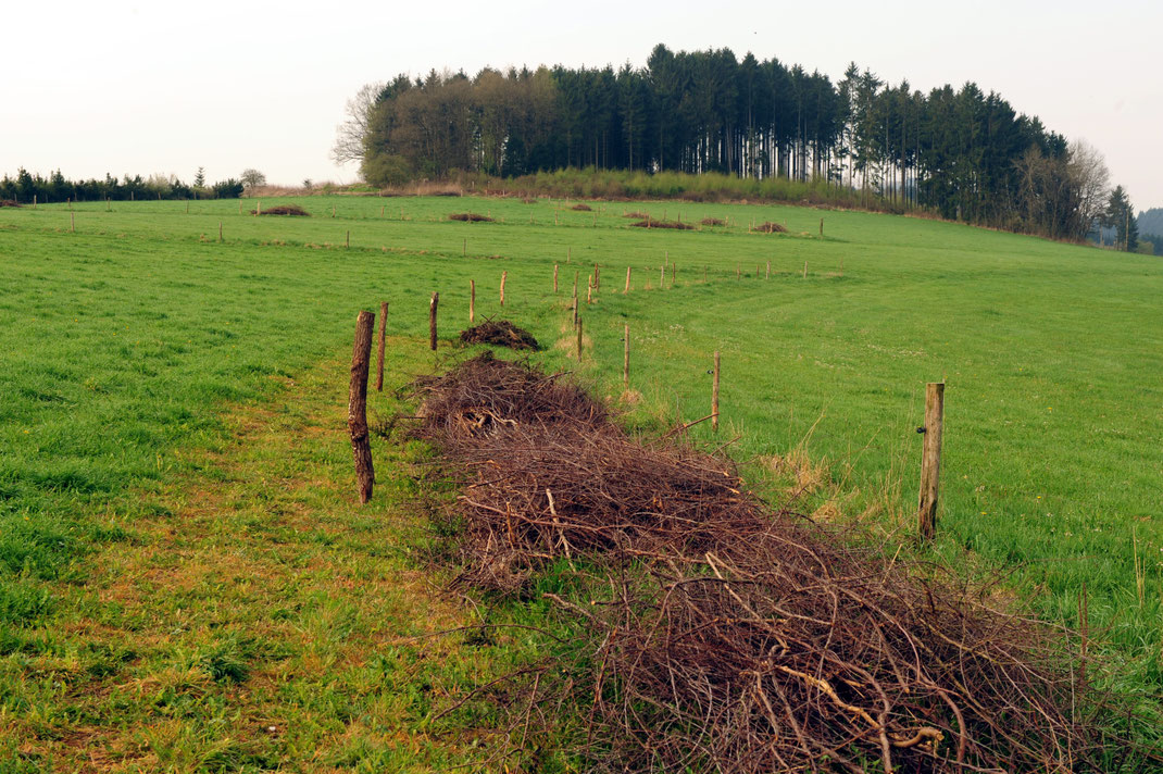 Der Start (Beginn) einer Benjeshecke...
