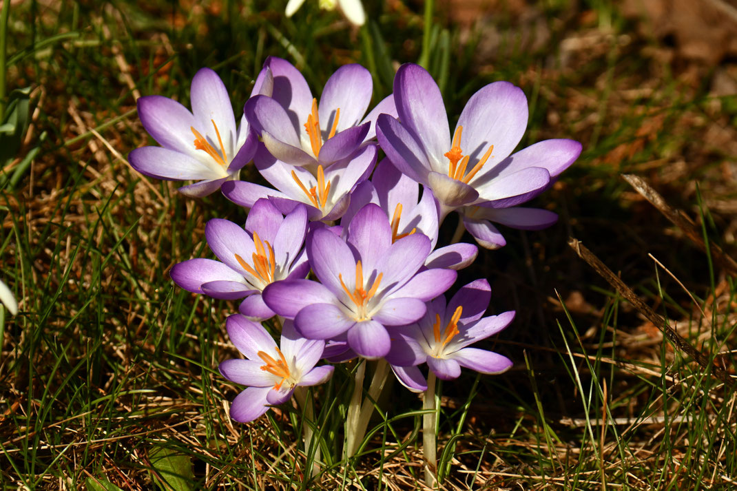 Ein „Büschel“ rein violett. 