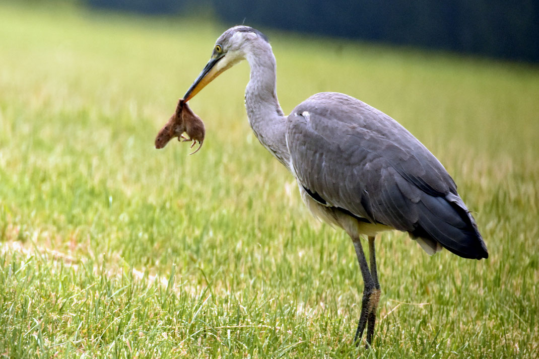 Der Graureiher – früher auch Fischreiher genannt und bei Anglern und Fischzüchtern überhaupt nicht beliebt – fängt nicht nur Fische, sondern er ist auch ein sehr effektiver Mäusejäger – wie hier mit einer Schermaus.