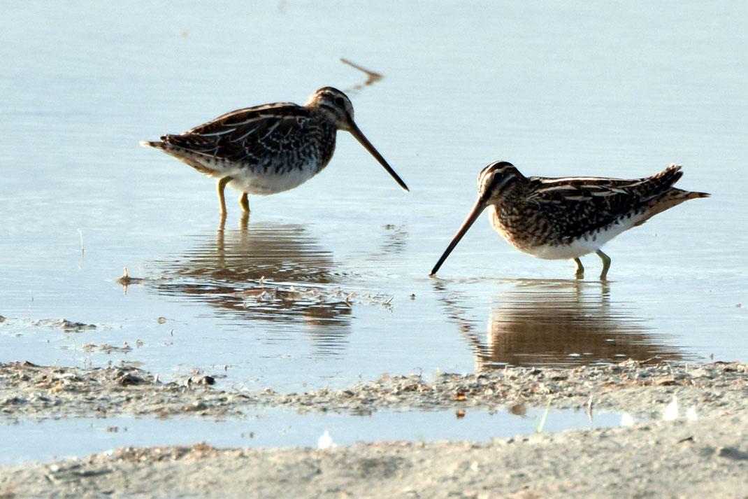 Im Winterhalbjahr halten sich Bekassinen gerne in Flachwasserzonen auf, in denen sie mit ihrem langen „Stecher“ nach Würmern und anderen Kleintieren stochern. 