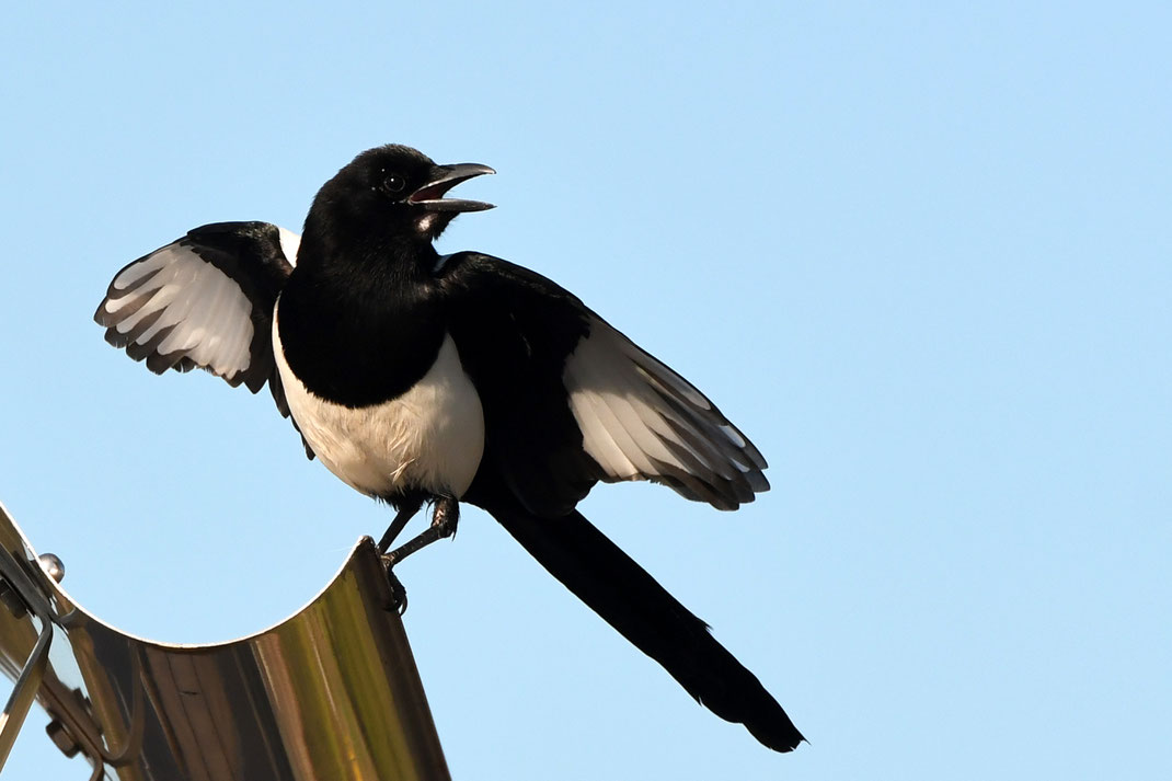 So schön und stattlich dieser Rabenvogel auch aussehen mag, unbestritten ist, dass die Elster als einer der gefährlichsten Nesträuber gilt.