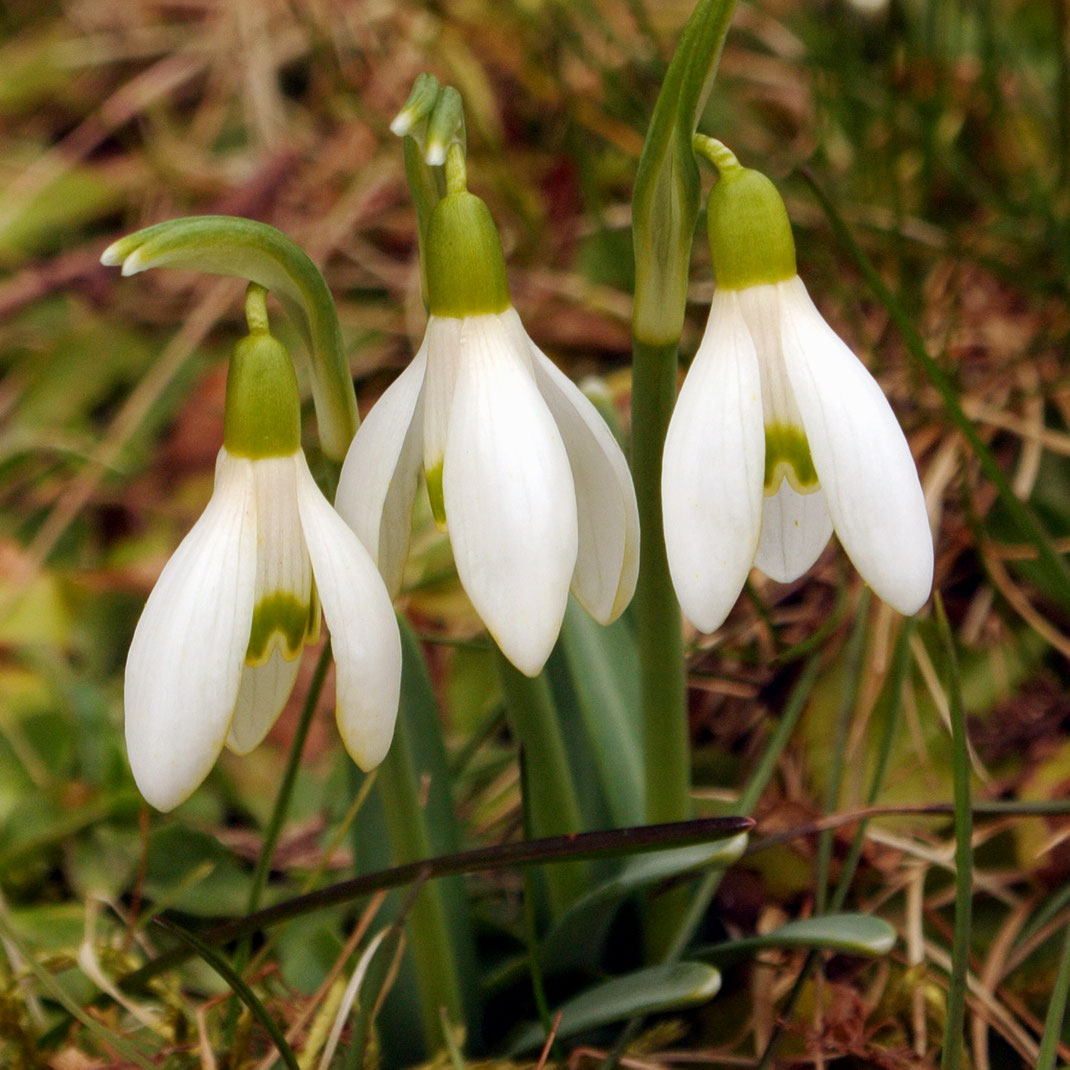 Manch Natur- und Blumenfreund legt sich bäuchlings vor die Schneeglöckchen, um sie aus den Nähe zu bewundern. 