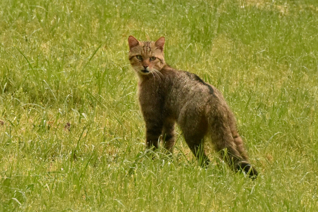 Wildkatze auf einer Talwiese zwischen zwei Waldhängen.