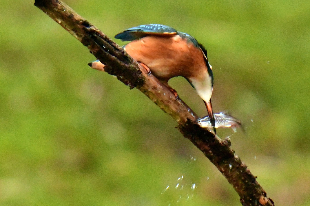 Eisvogel mit frisch gefangenem Fisch, der auf einem Ast getötet wird. 