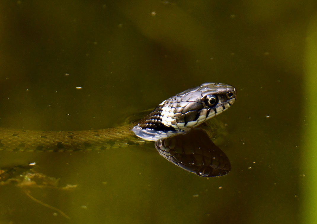 : Ringelnatter im Gartenteich – zweifellos ein besonderer Hingucker. 