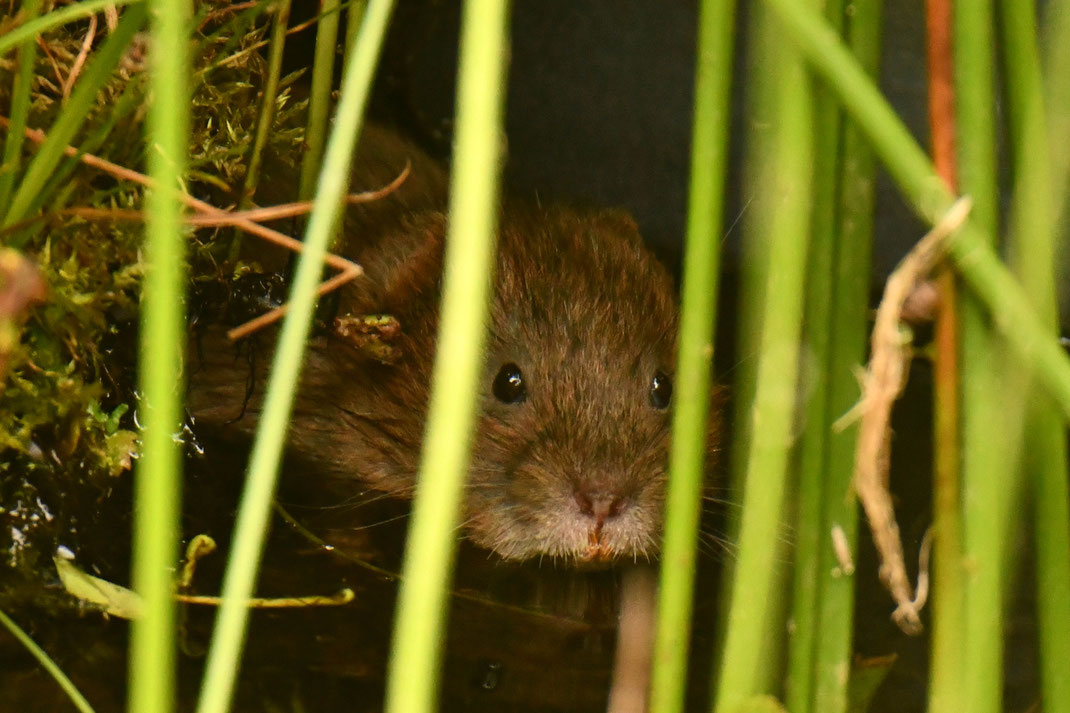 Eine Schermaus bei uns im Gartenteich. 