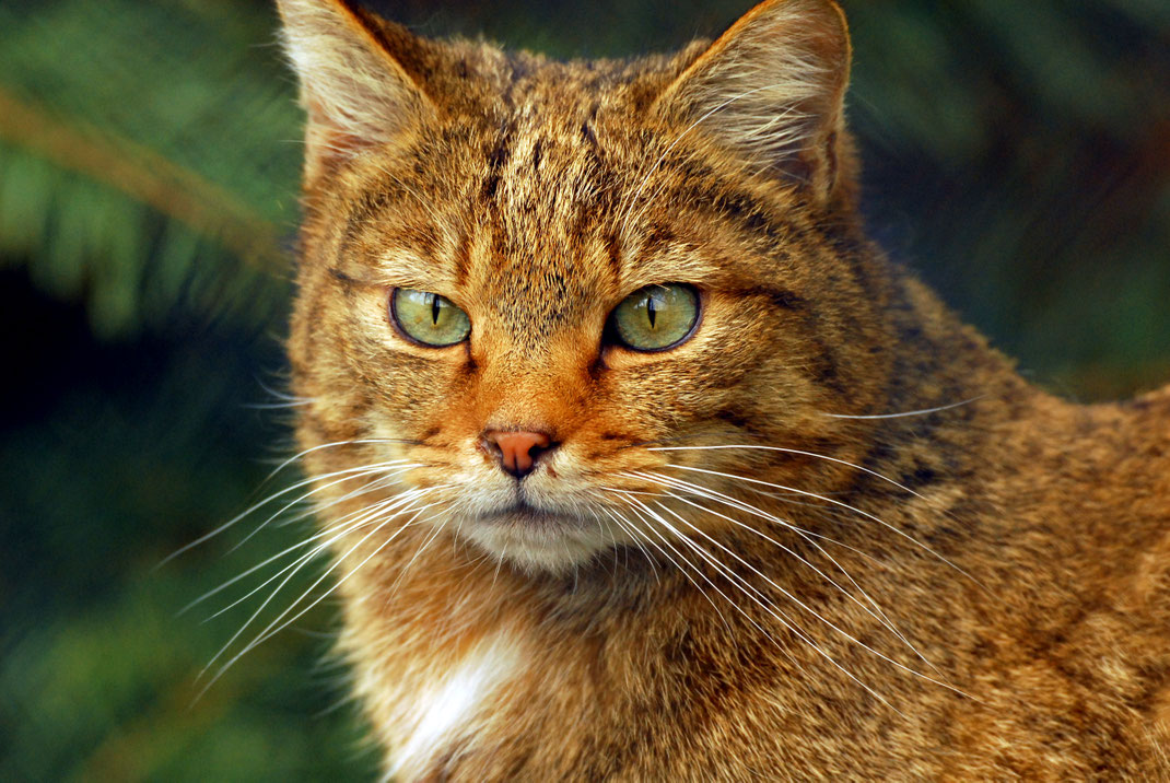 Wildkatzen-Portrait. 