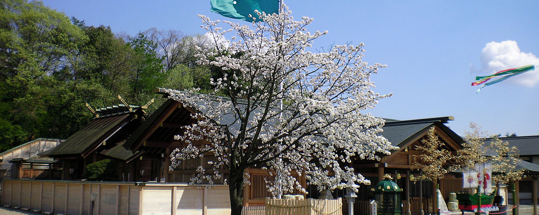 拝殿前桜木　御神示・御祈祷受付