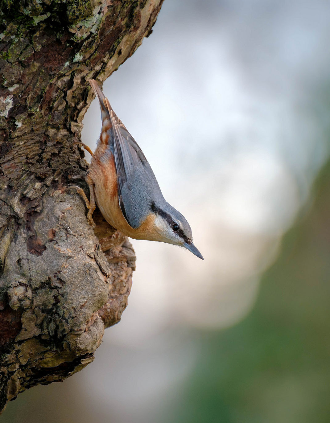 Kleiber Nuthatch Sitta europaea