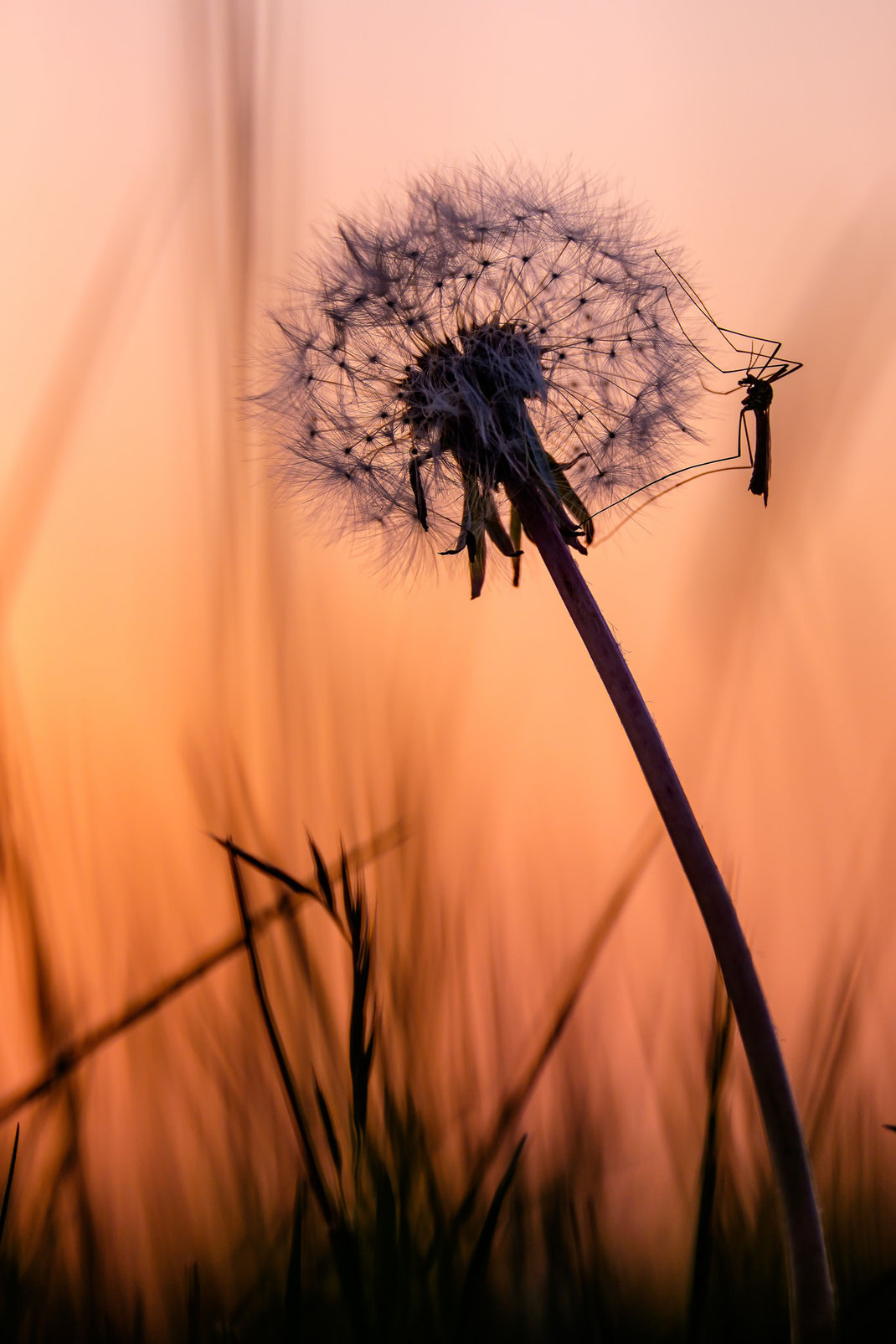 Pusteblume Sonnenuntergang Löwenzahn Mücke Schnake Abendrot