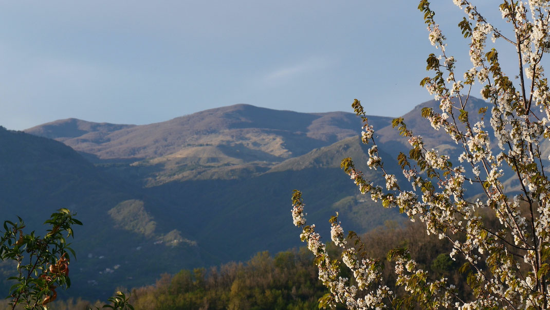 Kirschblüten in der Abendsonne, im Hintergrund der Monte Fiona