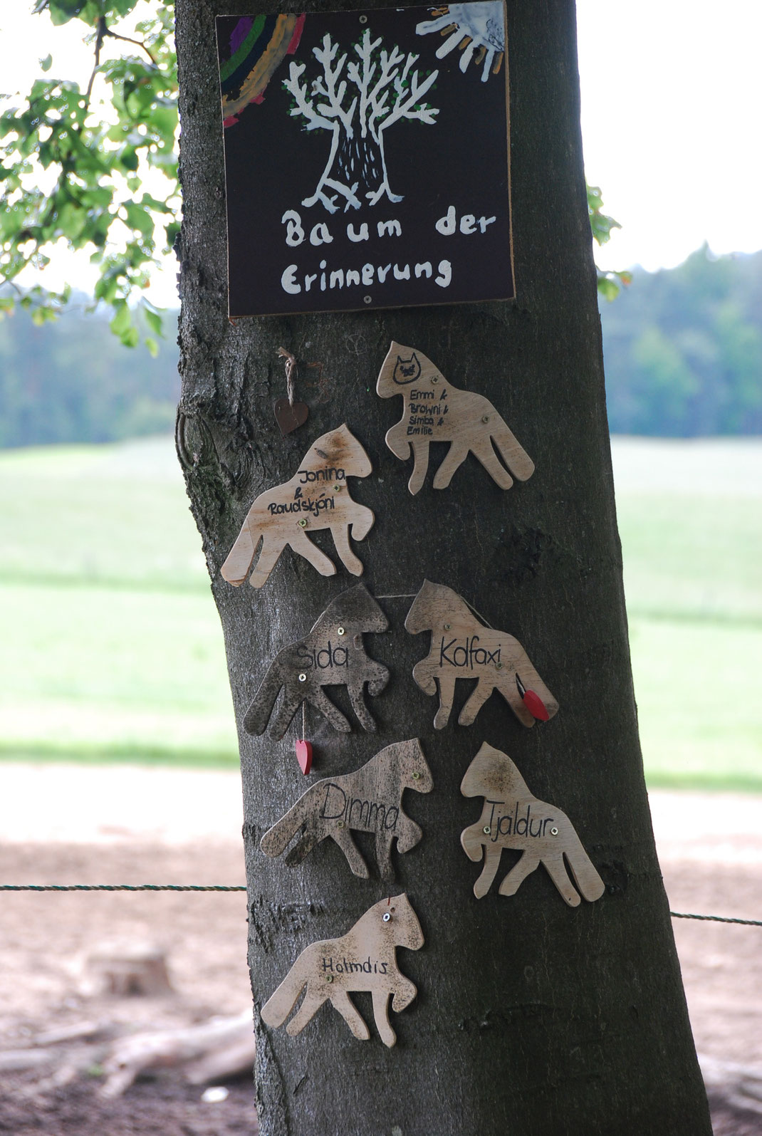 Regenbogenbaum auf Vindmylla