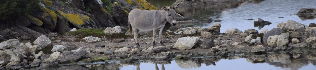 Asinara Wild Tour Sardeo Your Outdoor Experience In Sardinia