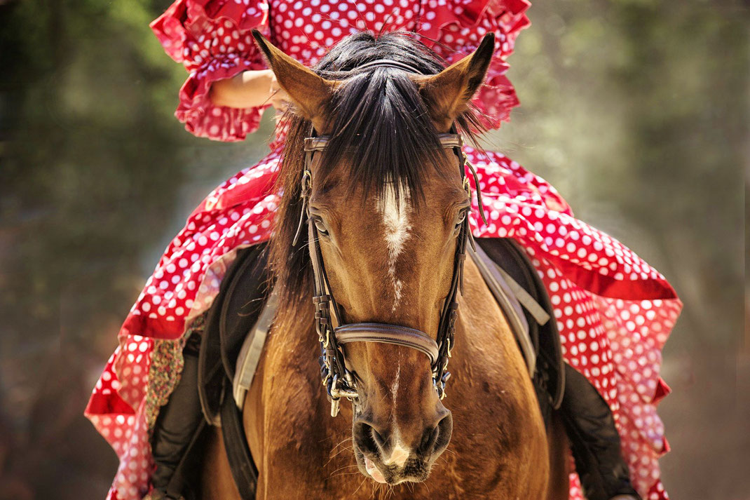 "Die Dressur ist für das Pferd da ... Nicht das Pferd für die Dressur"