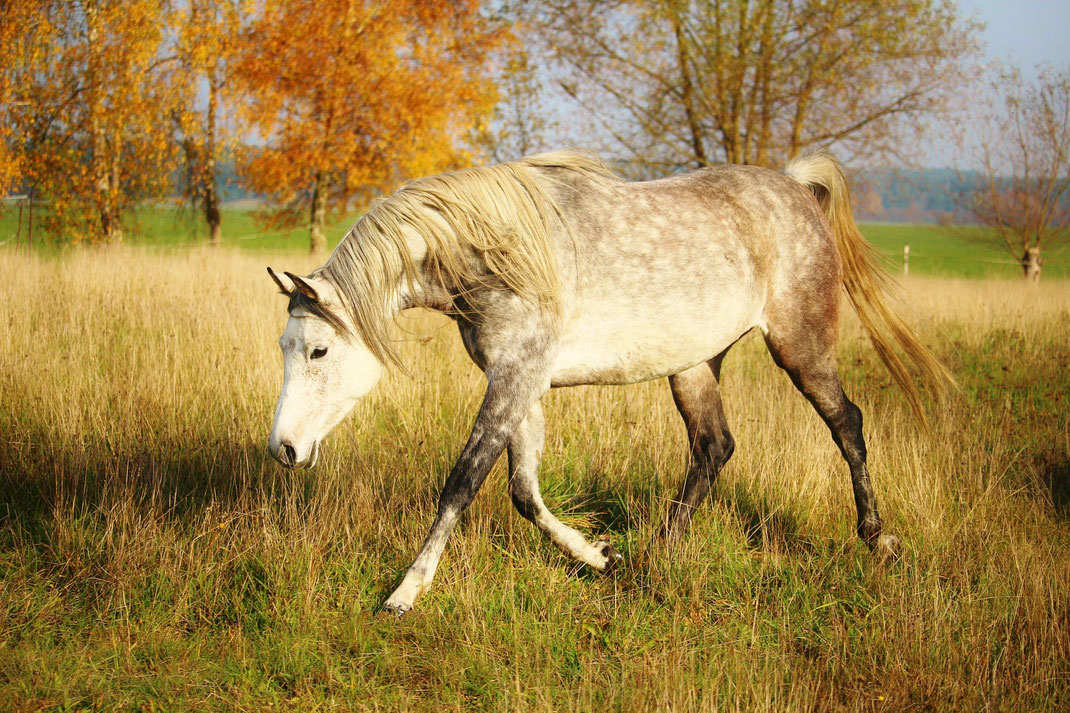 "Wenn ein Pferd natürlich aufgebaut ist, dann trainiert es die entsprechenden Muskeln auch auf der Weide"