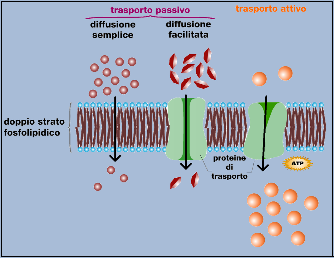 мембранной технологии характеристики мембраны. мембраны для регенерации слизистой в пародонтологии. эпр и аппарат гольджи. регенерация мембран. регенерация мембран.