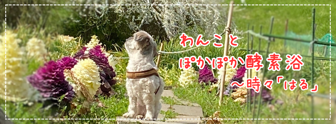 はるとぽかぽか酵素浴～時々「はる」