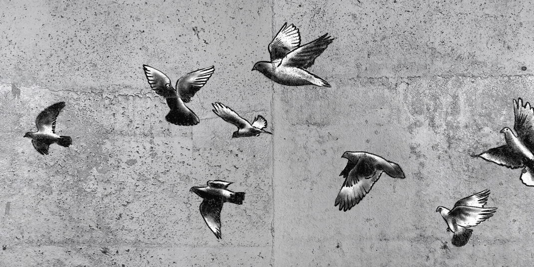 graffiti - fliegende tauben