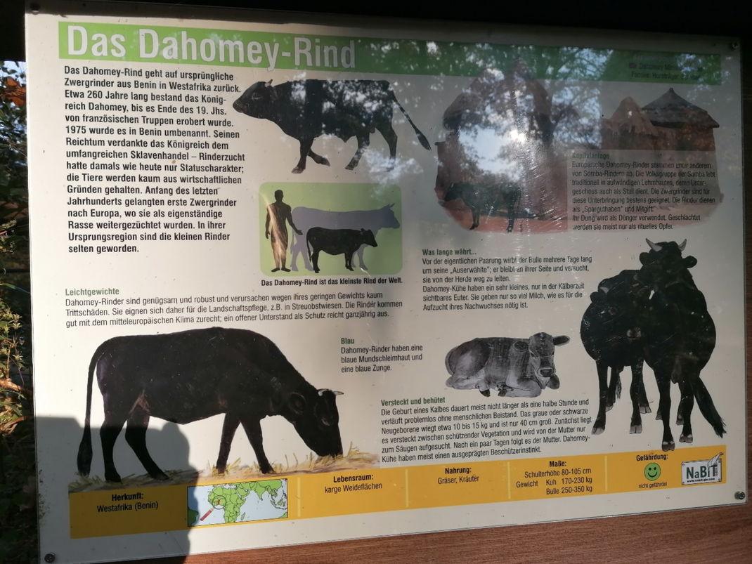 Tafel Zoo Dessau Dahomey Rind Ursprung Herkunft und Lebensraum Nahrung Maße 