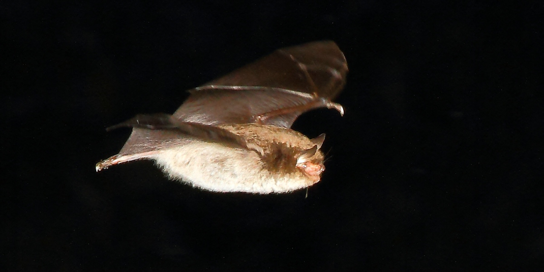 Wasserfledermaus (Foto: H. Kotzlowski)