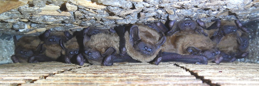 11 Abendsegler im unten abgebildeten Flachkasten aus Holzbeton