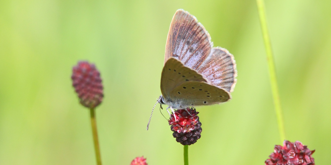 Weibchen des Hellen Wiesenknopf-Ameisenbläulings - Maculinea teleius
