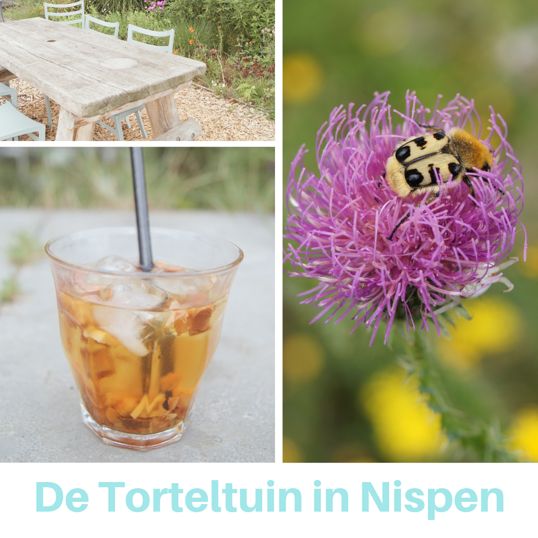 Theetuin: de Torteltuin in Nispen. Een plekje in het groen om even bij te komen. By Thee is Hip!
