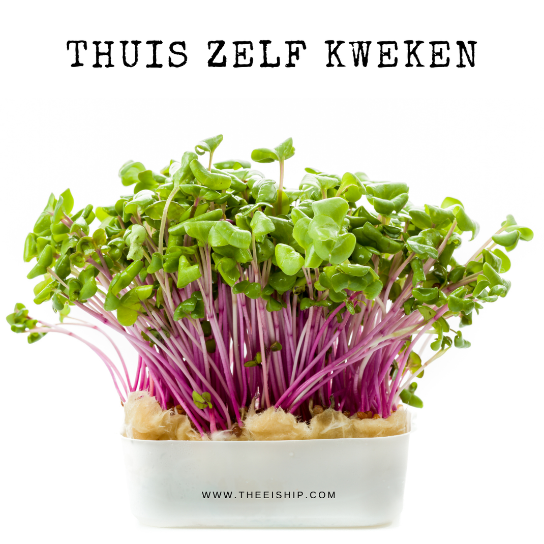 Thuis zelf je biologische cressen kweken. By Thee is Hip!