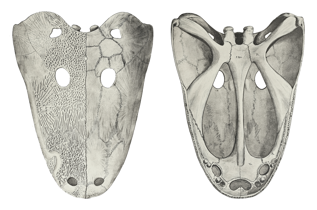 Cyclorosaurus robustus skull dorsal and ventral view