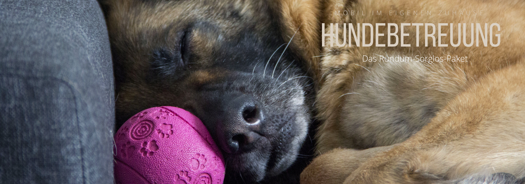 Mobile Hundebetreuung Vor Ort Tierbetreuung Fur Huf Pfotchen