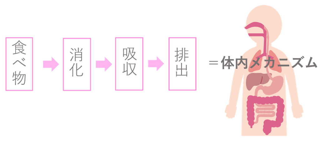 内臓整体って 大阪 豊中のそら健康院 腰 首 肩 膝関節痛は女性整体師による無痛整体 内臓整体って 大阪 豊中のそら健康院 腰 首 肩 膝関節痛は女性整体師による無痛整体