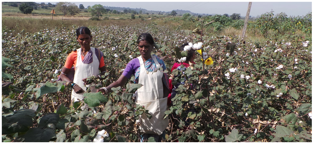 Two women harvest organic fairtrade cotton on a field. they put the cotton in pockets of their white aprons.