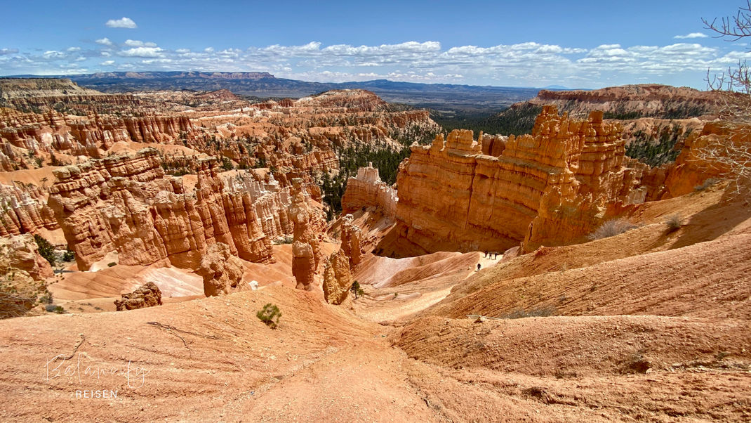 Bryce Canyon mit orangefarbenem Amphitheater und dicht stehenden Hoodoos