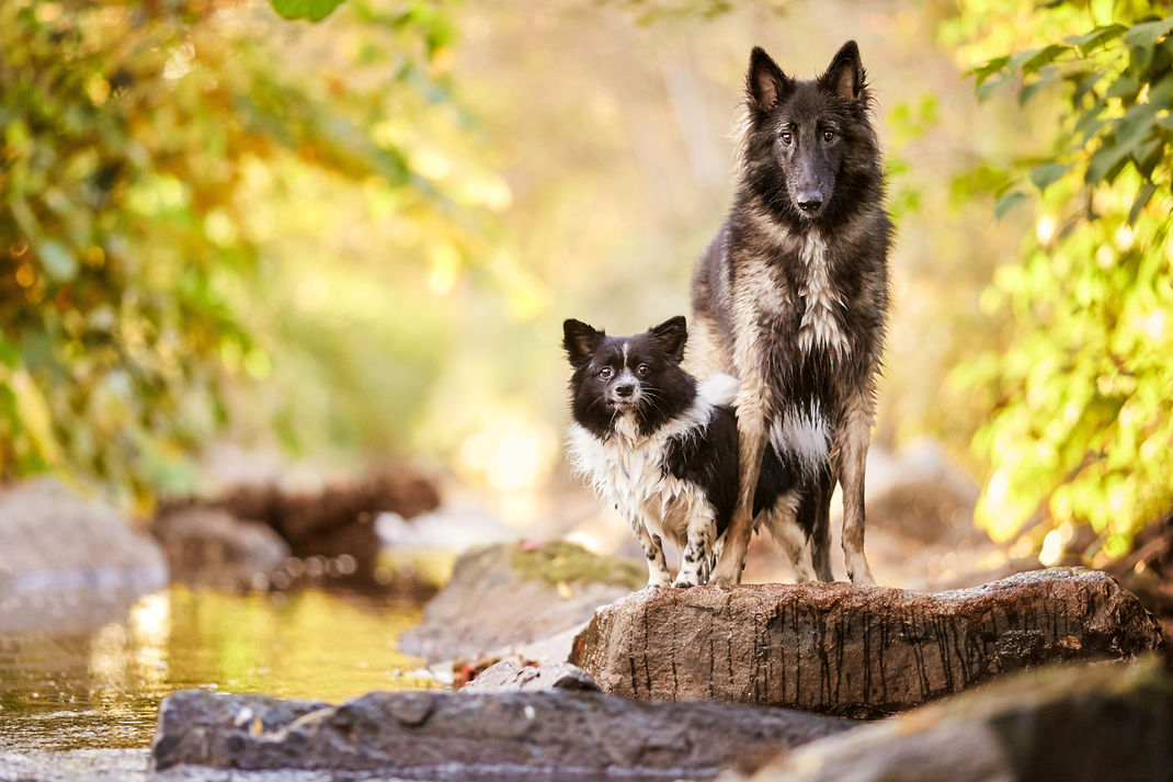 Tierfotograf Hundefotograf Fotograf Fotostudio Hund Welpe Welpen Hunde Fotoshooting Rheinfelden Lörrach Basel Freiburg im Breisgau Bern Bad Säckingen Zürich Hundefotografie Hundeshooting