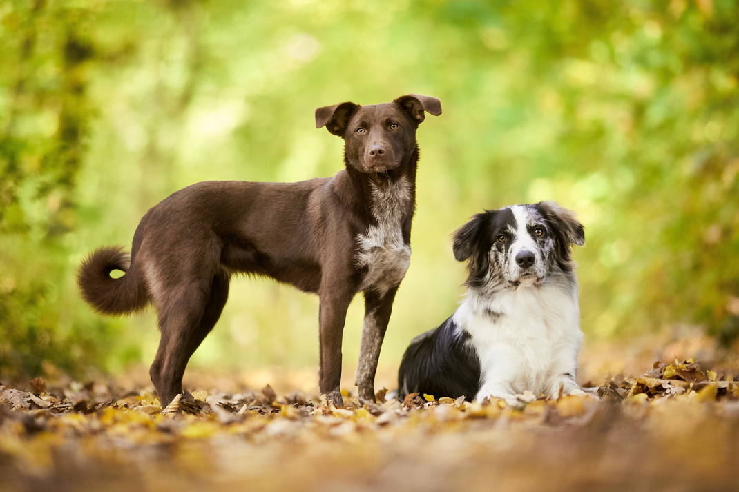Tierfotograf Hundefotograf Fotograf Fotostudio Hund Welpe Welpen Hunde Fotoshooting Rheinfelden Lörrach Basel Freiburg im Breisgau Bern Bad Säckingen Zürich Hundefotografie Hundeshooting