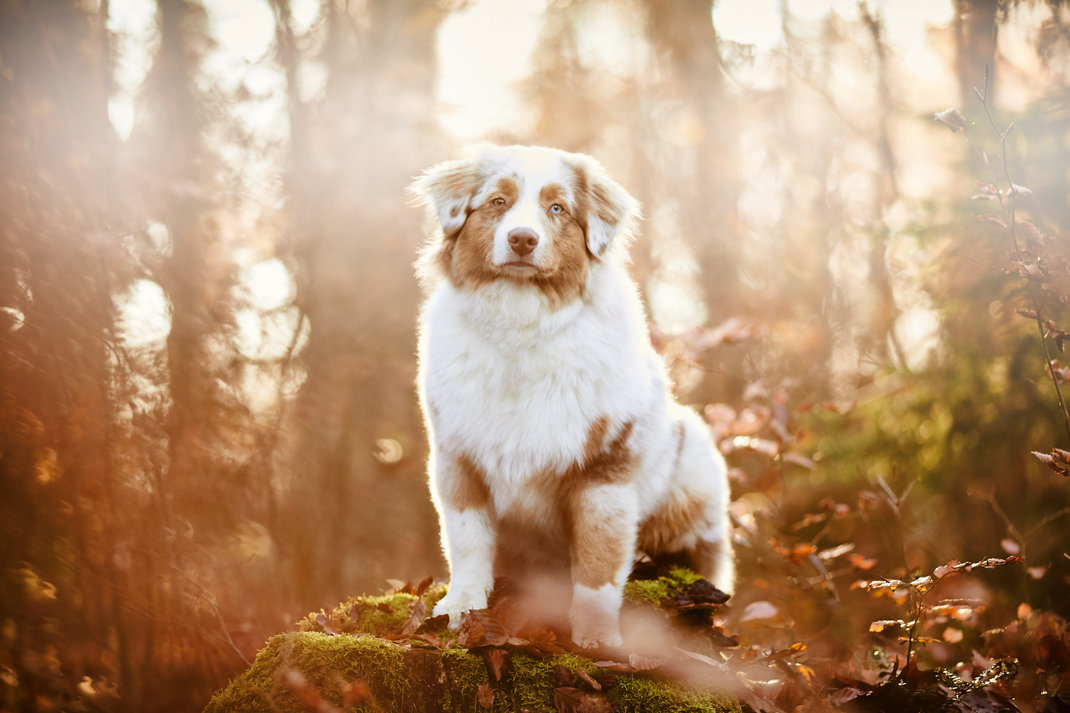 Tierfotograf Hundefotograf Fotograf Fotostudio Hund Welpe Welpen Hunde Fotoshooting Rheinfelden Lörrach Basel Freiburg im Breisgau Bern Bad Säckingen Zürich Hundefotografie Hundeshooting