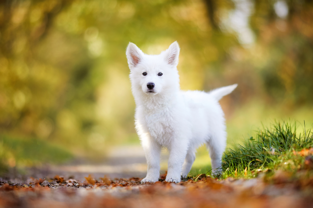 Tierfotograf Hundefotograf Fotograf Fotostudio Hund Welpe Welpen Hunde Fotoshooting Rheinfelden Lörrach Basel Freiburg im Breisgau Bern Bad Säckingen Zürich Hundefotografie Hundeshooting