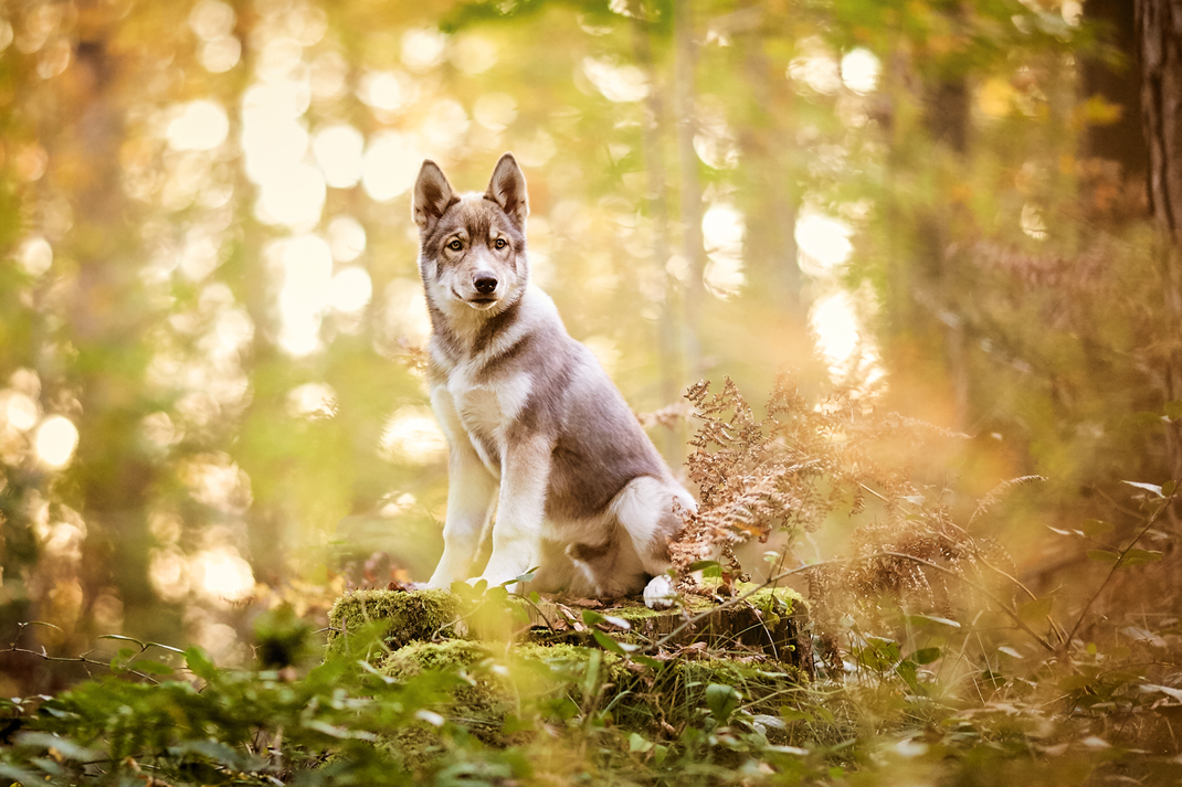 Tierfotograf Hundefotograf Fotograf Fotostudio Hund Welpe Welpen Hunde Fotoshooting Rheinfelden Lörrach Basel Freiburg im Breisgau Bern Bad Säckingen Zürich Hundefotografie Hundeshooting