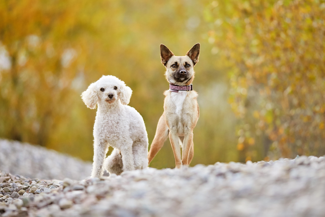 Tierfotograf Hundefotograf Fotograf Fotostudio Hund Welpe Welpen Hunde Fotoshooting Rheinfelden Lörrach Basel Freiburg im Breisgau Bern Bad Säckingen Zürich Hundefotografie Hundeshooting