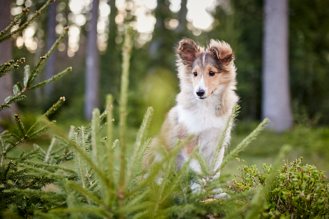Tierfotograf Hundefotograf Pferdefotograf Lörrach Basel Rheinfelden Freiburg Bern Zürich Bad Säckingen