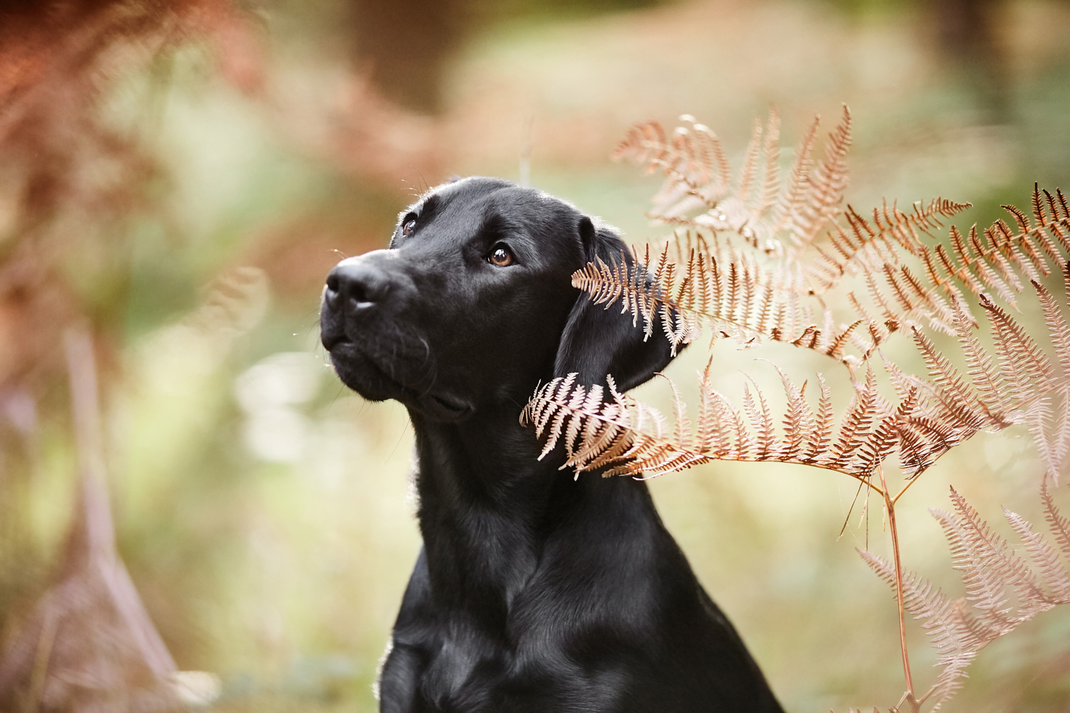 Tierfotograf Hundefotograf Fotograf Fotostudio Hund Welpe Welpen Hunde Fotoshooting Rheinfelden Lörrach Basel Freiburg im Breisgau Bern Bad Säckingen Zürich Hundefotografie Hundeshooting