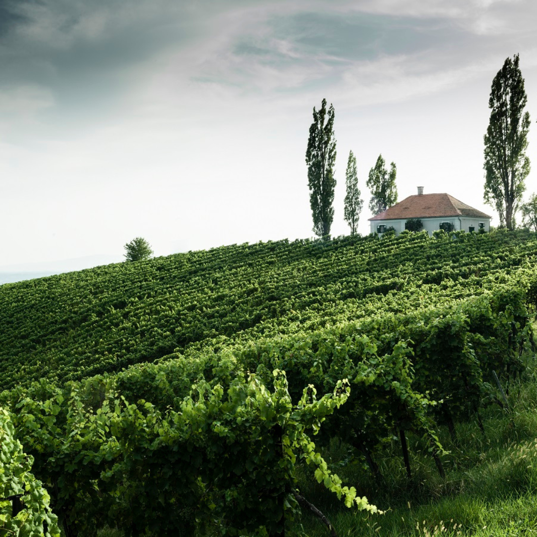 Винодельческий регион  Фото Штирия. Австрия.