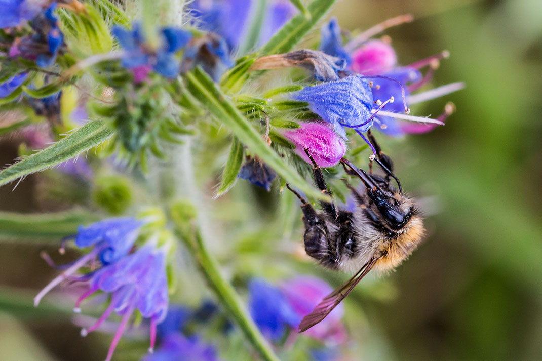 hummel-an-gewoehnlichem-natternkopf