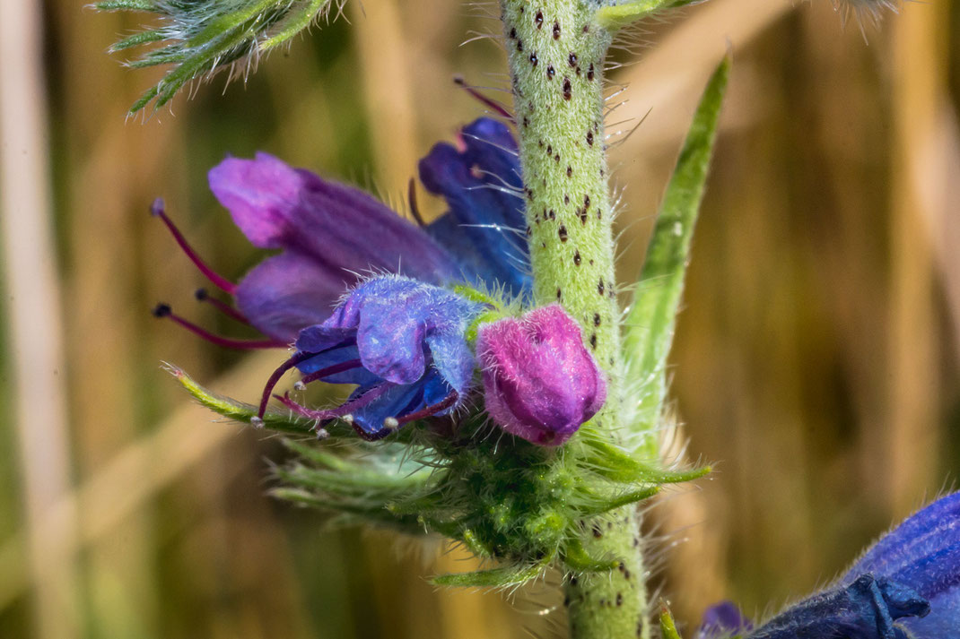 gewoehnlicher-natternkopf-blauer-heinrich-blueten