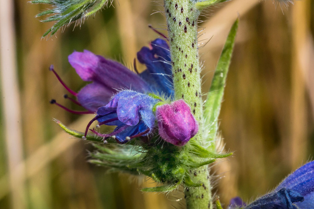 gewoehnlicher-natternkopf-blauer-heinrich-blueten